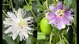 DEUX SUPERBES PASSIFLORES RUSTIQUES AUX DÉLICIEUX FRUITS COMESTIBLES jardiner ça fait du bien N°43 [upl. by Ajnek]