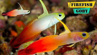 FireFish Goby  Facts About The Red Firefish Goby [upl. by Yrro]