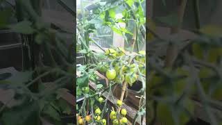 Tomatoes grown in eggshells RESULT for free [upl. by Ardiekal349]