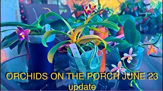 ALL THE ORCHIDS ON THE PORCH UPDATED FOR JULY 2023 phalaenopsis orchidcollection greenhouse [upl. by Jeffy761]