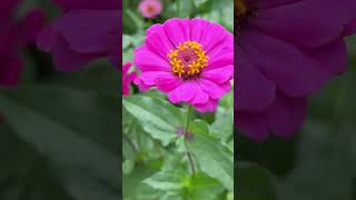 Fresh Flowers from My Zinnias Garden [upl. by Howlan937]