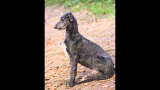 Deerhound Youngsters Oelmühle Kennel Solingen [upl. by Melvena721]