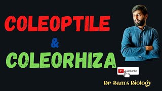 Coleoptile and Coleorhiza [upl. by Oht957]