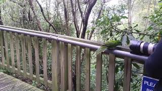 Antipodes Island Parakeet [upl. by Ykcor884]