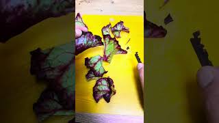 렉스 베고니아 번식 방법  how to propogate begonia rex begonia rexbegonia베고니아번식관엽식물희귀식물가드닝flowers [upl. by Victoria]