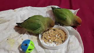 ফুল টেম পাখি ২০২৪ সালের  Full Time Birds 2024 Sal  Love Birds Training Dawa Pakhi birdstime [upl. by Yreffoeg]