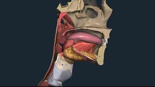 Apparato digerente 06 Faringe [upl. by Llirred759]