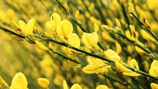 Dr Sarah Bois Scotch Broom  Getting swept away by a beautiful invasive [upl. by Aerdnwahs]