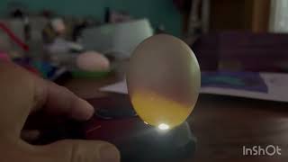 Candling Eggs with Kids [upl. by Narba]