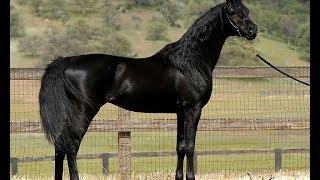 Mystic Jamaal  Homozygous Black Arabian Stallion [upl. by Trefor]