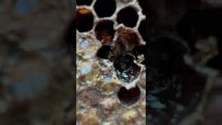 Varroa mite males [upl. by Aisya407]