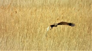 RSPB Minsmere amp Dunwich Heath 5th May 2019 [upl. by Adnohral]