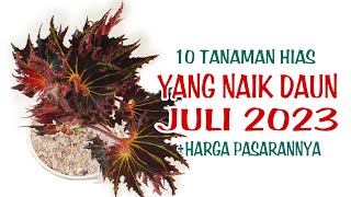 10 Tanaman Hias Yang Naik Daun di Bulan Juli 2023 [upl. by Gardol381]