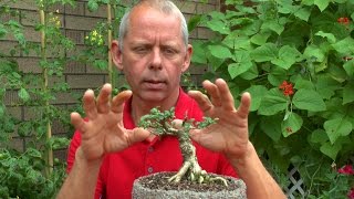 Bonsai Rückschnitt einer Lonicera [upl. by Ahsoek]