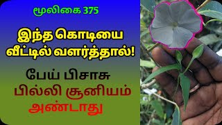 இந்திர புஷ்பம்  Indra pushbam  Inthira pushbam  Thunbergia Fragrans  அலசல்  Alasal [upl. by Evars]