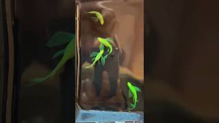 VEILTAIL ZEBRA DANIOS BREEDING SERIES INTRO aquarium breeding fish danio [upl. by Asirrom]