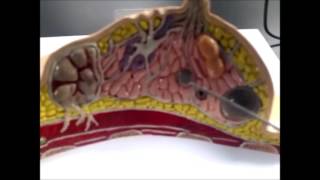 breast anatomy amp pathology [upl. by Skill]