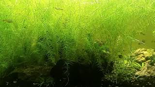 Anacharis Explosion In Planted 40 Gallon Community Tank [upl. by Martelli8]