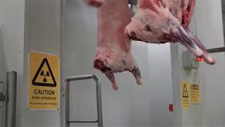 Automated Lamb Processing at JBS Bordertown [upl. by Marylee]