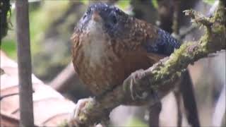 Wren Babblers of India  Barwinged Wren Babbler [upl. by Carnahan143]