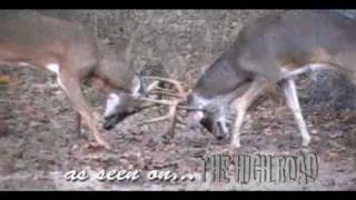 Awesome Whitetail Buck Fight [upl. by Zerat793]