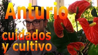 Cómo cuidar un Anturium o Anturio Anthurium andreanum [upl. by Shem]