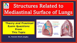 Mediastinal surface of lungs  structures related  Lungs anatomy  Simplified [upl. by Nnylsoj]