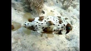 Snorkeling in Runaway Bay Jamaica [upl. by Chandless]