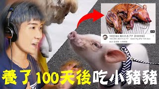 100天後吃的寵物豬 Eaten Pet Pig after 100 days [upl. by Leafar]