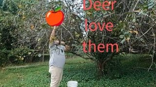 Picking Russet Apples for Deer [upl. by Gavrila]