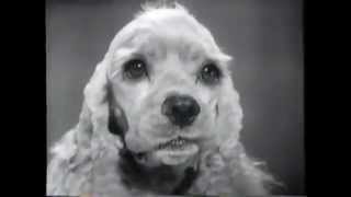 VINTAGE 1963 FRISKIES DOG FOOD COMMERCIAL [upl. by Ahtanoj]