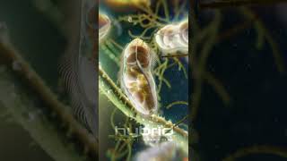 Microbes animation  Paramecia unicellular ciliates [upl. by Aerdnu449]