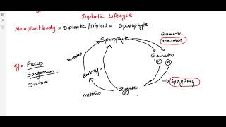 HAPLONTICHAPLODIPLONTIC AND DIPLONTIC LIFE CYCLE EXAMPLES NCERT BASED TRICKS [upl. by Menendez177]