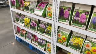 Costco Spring Bulbs Selection for Fall Planting 2023 Catherine’s Garden [upl. by Yknip]