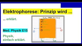 Elektrophorese einfach erklärt auch für Medizinische Physik E15 [upl. by Sivrep]