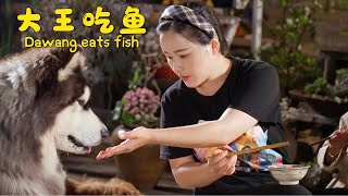 Dawang likes eating fish  喜欢吃鱼的大王【阿盆姐家的大王】 [upl. by Kliman643]