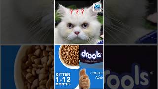 Part280😍🐈😋 Doreo amp Best Cat Food Drools ❤️catfood cat cats [upl. by Rento670]