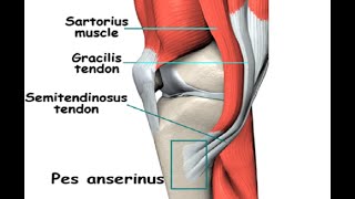 Two Minutes of Anatomy Pes Anserine [upl. by Kralc]