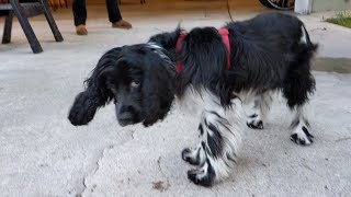 5Month English Cocker Spaniel Mini Minnie Mouse [upl. by Berman]