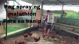 Pag spray ng malathion para sa hanip [upl. by Antonin]