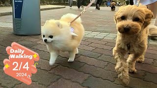 【お友達4匹】ポメラニアンとマルプーのお散歩Vlog Vol52 犬の散歩 ポメラニアン マルプー [upl. by Anhcar]