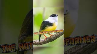 Manakin  The Nature Performer animalenigmas [upl. by Kandace]