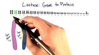 Lactase Gene  Tales from the Genome [upl. by Nnairak46]