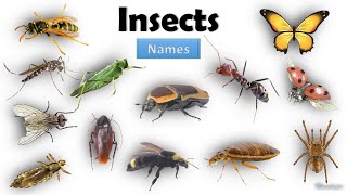 Insects Name  Learn Insects Name in English  Name of Insects Basic English Learning [upl. by Ydnik]