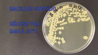 Bacillus subtilis [upl. by Wilkens]