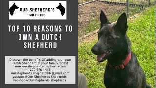 Top 10 Reasons To own a Dutch Shepherd Our Shepherds Shepherds [upl. by Lisab880]