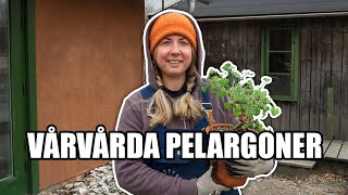 Vårvårda pelargoner  Kosters Trädgårdar [upl. by Akirdnas190]