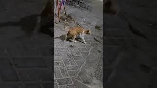 Limping Cat Running with Broken Leg  Cat tik tok  shorts [upl. by Kelila884]