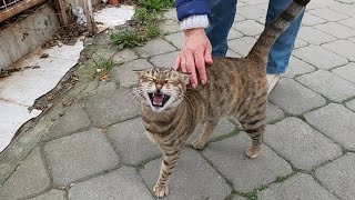 Tabby cat meowing very loudly is very hungry [upl. by Cleres]