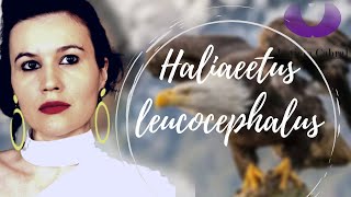 Homeopatia Haliaeetus leucocephalus vias paralelas [upl. by Llacam462]